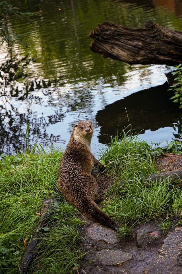 Otter am Ufer eines Teichs
