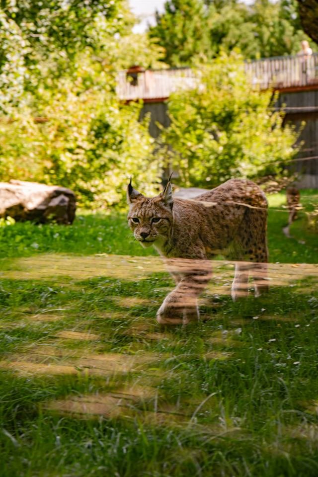 Luchs auf einer sonnigen Wiese